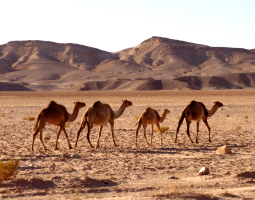 Wadi Araba