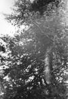 cedar tree dyatlov pass incident