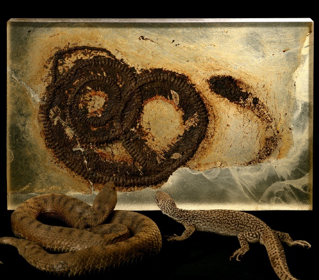 Жук внутри ящерицы внутри змеи - древняя пищевая цепь