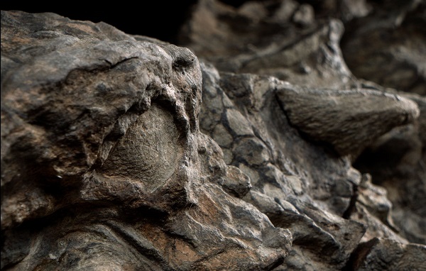 Спящий дракон: единственная мумия динозавра