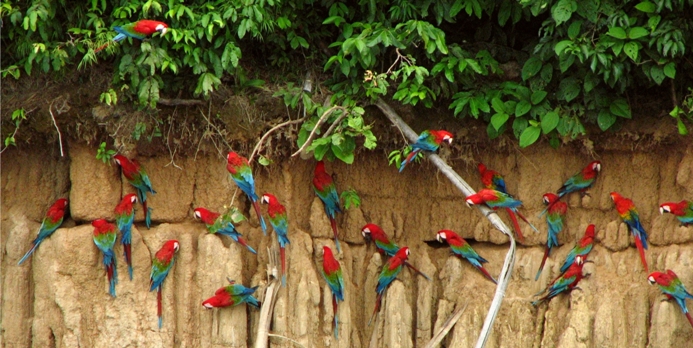 Национальный парк Ману